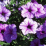 Petunia x hybrida.png